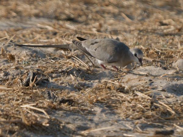 Namaqua dove (Oena capensis)